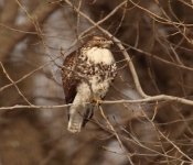 2016 01 30 RedWing 001